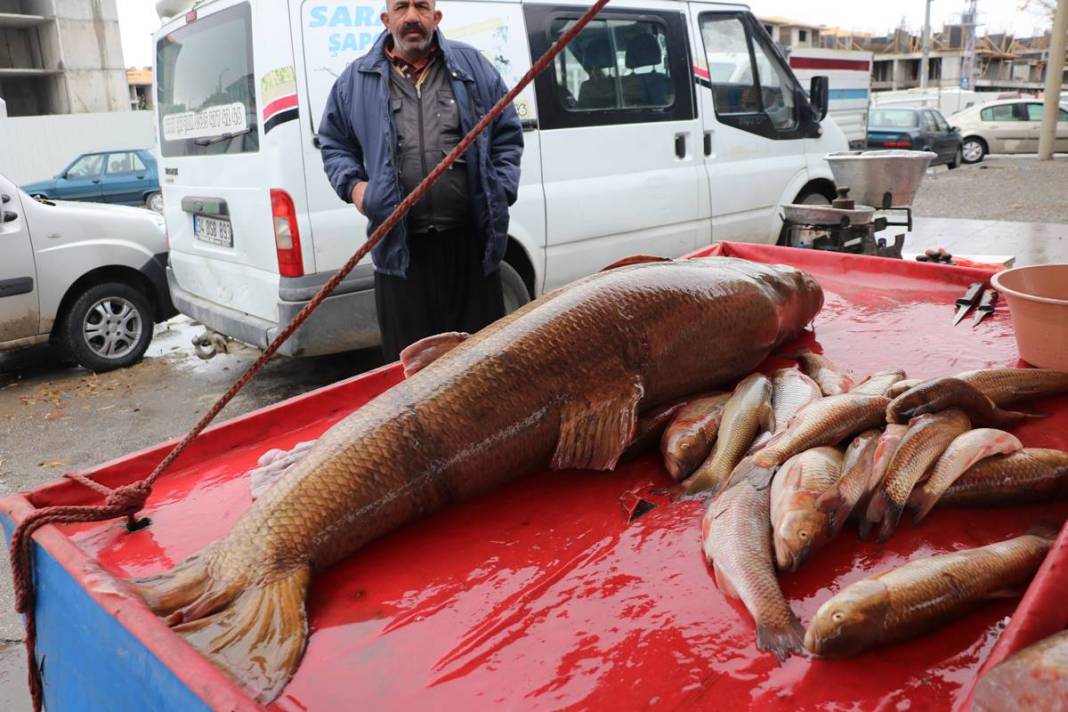 Turnayı gözünden vurdu: 110 kg ağırlığında, kilosunu 250 TL'den satıyor! 40 yıllık meslek hayatında ilki yaşadı 4